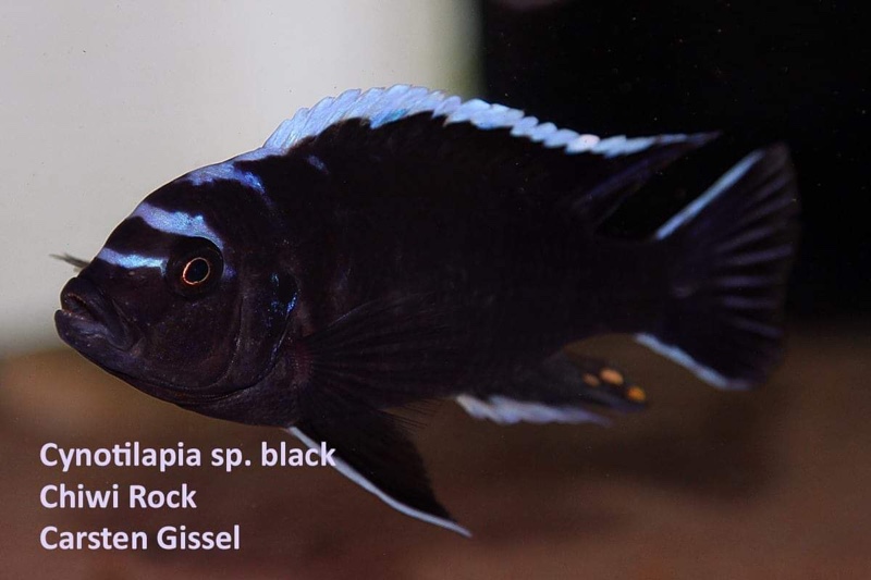 Cynotilapia afra 'Chiwi Rocks'